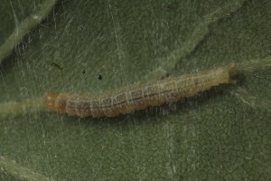 Caterpillar of a micro moth on the underside of an oak leaf.