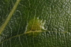 This small swelling on the upper side of one of the oak's leaves is a gall induced by a mite (Aceria ilicis).