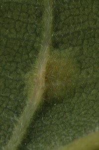 The underside of the gall is a slight depression with a hairy area known as an erineum.