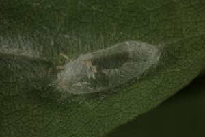 This looked like the empty cocoon that had been vacated after its occupant had pupated and emerged as an adult.
