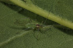 This was a different aphid, on another leaf of the oak.