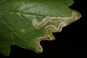 Mine in one of the oak's leaves, possibly caused by a micro moth in the genus Stigmella.