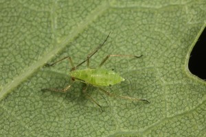 Aphid on the underside of an oak leaf.