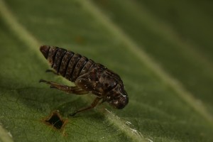This is the exuvium, or shed exoskeleton, of the nymph of a bug (Oncopsis avellanae) on the leaf of a hazel tree.