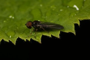 Fly (Cephalops varipes) sitting on a leaf of the hazel.
