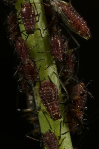 Aphids (Uroleucon sp.) feeding on the stem of an autumn hawkbit (Leontodon autumnalis).