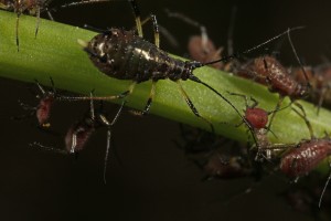 Aphids (Uroleucon sp.) feeding on the flower  stem of an autumn hawkbit plant (Leontodon autumnalis).