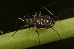 Closer view of one of the aphids (Uroleucon sp.).