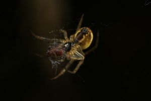 While I watched, this spider approached the autumn hawkbit plant and  grabbed an easy meal by taking this immature aphid.