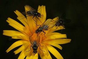 Flies (Thricops innocuus) feeding on the flower of an autumn hawkbit plant (Leontodon autumnalis) near Dog Falls.