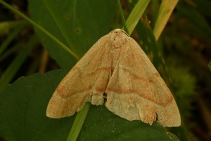 Barred red moth (Hylaea fasciaria), resting on vegetation beneath a large goat willow tree (Salix caprea).