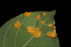 Galls induced by a rust fungus (Melampsora caprearum) on the underside of a leaf of the goat willow.