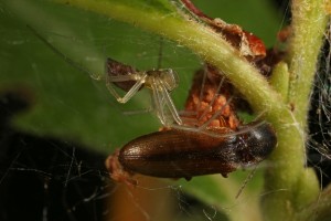 A different spider with its prey - a common click beetle (Athous haemorrhoidalis).
