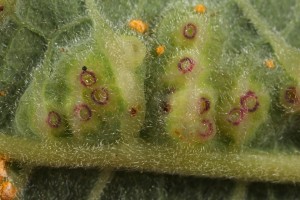 Galls induced by a midge (Iteomyia capreae) on the underside of a goat willow leaf. Some galls induced by the rust fungus (Melampsora caprearum) can also be seen on the leaf.