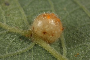 Gall induced by a sawfly (Eupontania pedunculi) on the underside of a leaf of the goat willow.