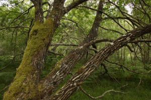 The goat willow has fallen over partially, and its moss-coverd trunk and bark patterned with distinctive fissures made for an interesting visual composition.