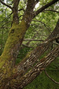 Closer view of the trunk and main branches of the goat willow.