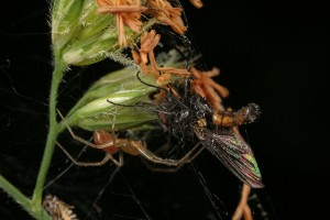 Spider with a male fly (Thricops semicinereus) it had caught.