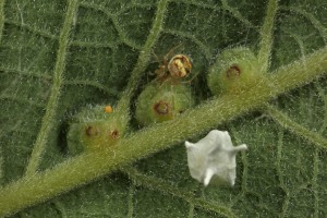 This is a female of the same spider species (Paidiscura pallens) I'd seen on the oak tree in the morning, guarding her egg sac. Here, the egg sac is positioned in amongst some of the galls induced by the midge (Iteomyia capreae).