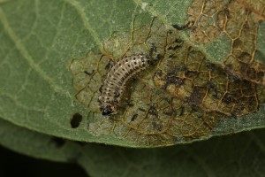 Larva of a beetle feeding on a leaf of the goat willow.
