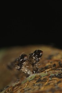 Frass left behind by the beetle larva feeding  on the goat willow leaf.