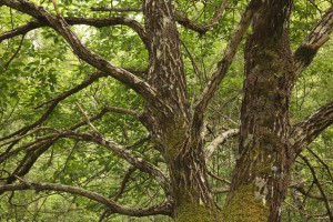 Another view of the goat willow tree (Salix caprea).