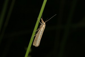Pearl veneer micro moth (Agriphila straminella) on a grass stem.
