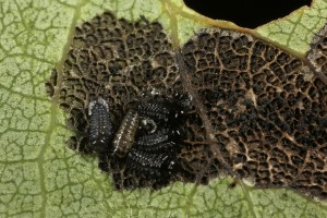 Larve of a leaf beetle (Phratora vitellinae) feeding on an aspen leaf at Dog Falls.