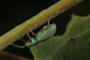 Silver-green leaf weevil (Phyllobius argentatus) on the stem of a young aspen tree at Dog Falls.