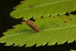 Case made by the larva of a leaf-mining moth (Coleophora serratella) on the leaf of a rowan tree (Sorbus aucuparia).