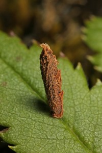 Case made by the larva of a leaf-mining moth (Coleophora serratella) on the leaf of a rowan tree (Sorbus aucuparia).