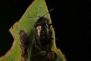 Closer view of the leaf beetle (Phratora vitellinae).