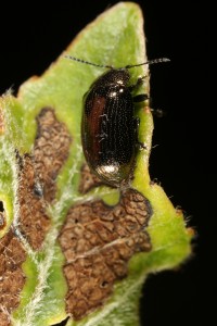 Adult leaf beetle (Phratora vitellinae) on an aspen leaf, with feeding damage from its larvae visible on the leaf surface.