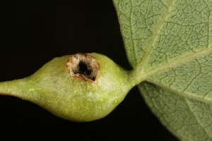 Gall induced by a midge (Contarinia petioli) on the petiole or stem of an aspen leaf.