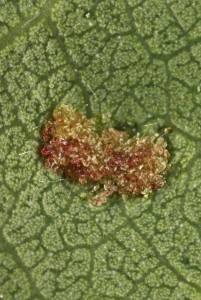 The underside of the gall consists of this felt-like hairy structure, known as an erineum.