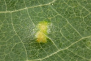 This swelling, on the upper surface of an aspen leaf, is a gall induced by a mite (Phyllocoptes populi).