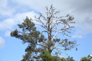 Closer view of the Scots pine,  showing how about two thirds of its upper canopy had already died back.