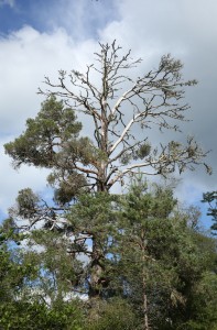 This old Scots pine had almost reached the end of its life, with the tree dying slowly from the top downwards.