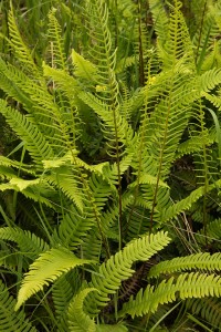 Hard fern (Blechnum spicant), showing the sterile fronds at the bottom, and the vertically-growing fertile fronds in the upper section of the image.
