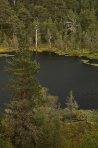 Another view of Coire Loch and the Scots pines growing around it.