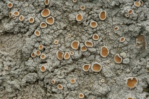 Cudbear lichen (Ochrolechia tartarea) on the trunk of a birch tree, showing the distinctive apothecia, or 'jam tarts', which release the spores of the fungal partner in the lichen.