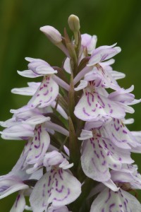 Closer view of one of the heath spotted orchids (Dactylorhiza maculata). 