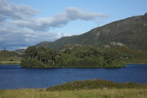 This small heavily-wooded island in Loch Beannacharan in Glen Strathfarrar shows how the forest can recover when the browsing pressure of the deer is reduced or removed.