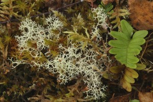 Reindeer lichen (Cladonia sp.) and a common polypody fern (Polypodium vulgare).