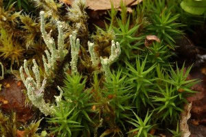 Lichen (Cladonia sp.) growing amongst common haircap moss (Polytrichum commune).