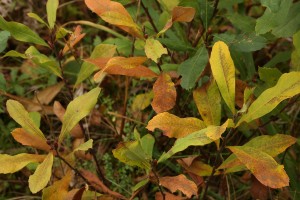 Bog myrtle (Myrica gale) with its leaves changing colour before being dropped for the winter.