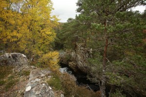 Another view of the aspens and Scots pines beside the gorge of the River Farrar.