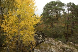 Here the brilliant yellow of the aspen foliage contrasts with the green of the Scots pines on the other side 