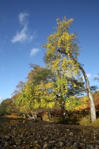 Aspen tree (Populus tremula) in autumn colour beside the Farrar River.