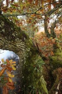 Oak tree (Quercus sp.) in autumn colour beside the Farrar River.